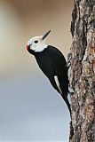 White-headed Woodpeckerborder=